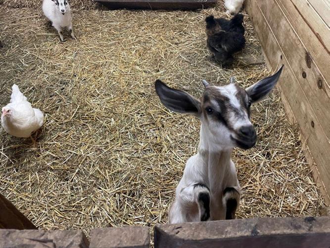 Escaped Goat on the Loose in Berks County Finally Captured | Farming ...