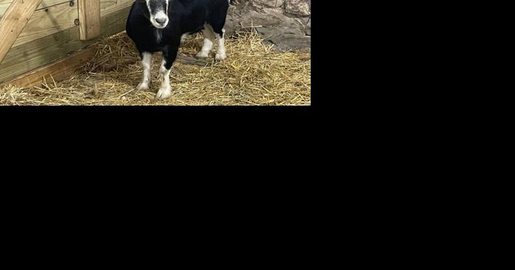 Escaped Goat on the Loose in Berks County Finally Captured - Vimarsana News