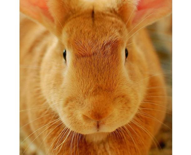 Farm Show Complex Hosts Large National Rabbit Convention | Farming and ...