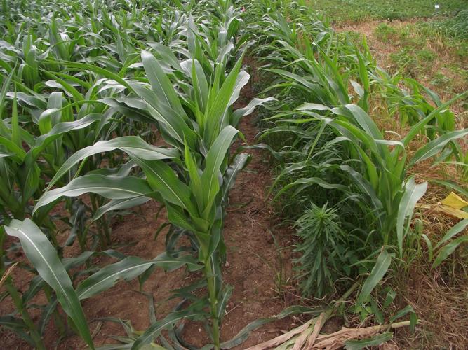 Extension Offers Weed Control Tips Farming and Agricultural News