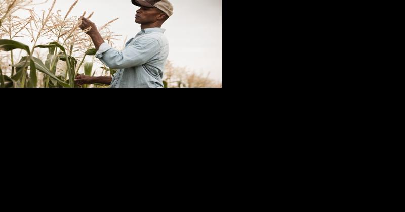 Racial Equity Adviser Sees Progress at USDA - Vimarsana News