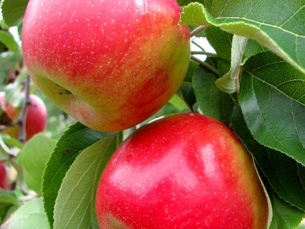 Cornell Debuts New Apple Varieties Pink Luster, Firecracker and Cordera - Vimarsana News