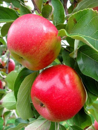 Red Delicious Apples from New York, 4 lbs.