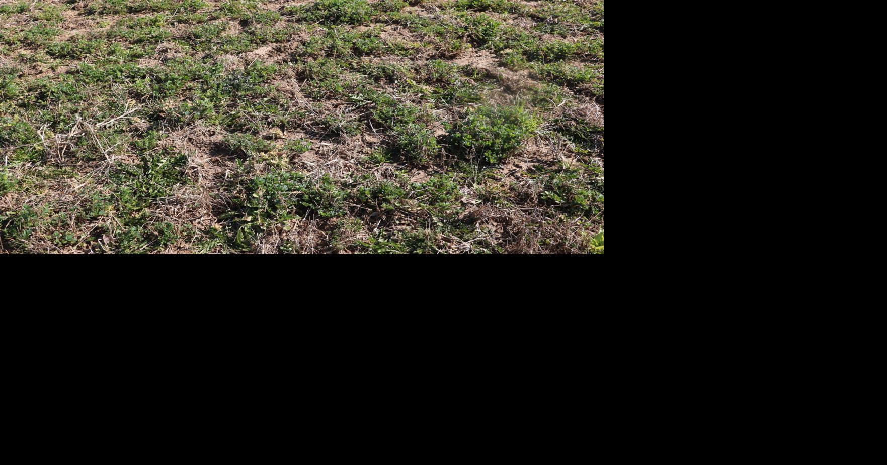 Managing Cold Temps While Protecting Alfalfa and Small Grains