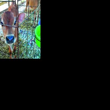 Windy Ridge Dairy Farm Taking a Chance on the Future | Dairy News ...