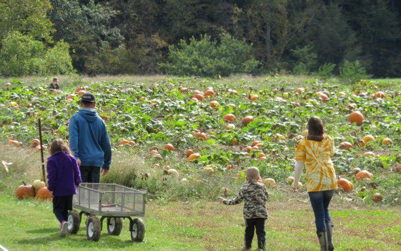 Pumpkins Ready to Pick at West Virginia Farm | Southern ...