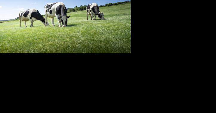 At Least 18 States Have Restricted Cow Movement for Avian Influenza - Vimarsana News