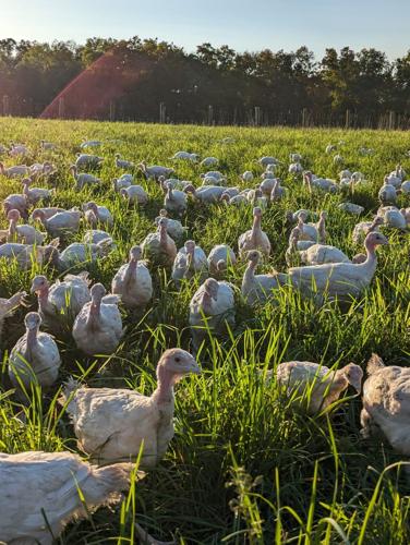 Chapel Ford Farm Vertically Integrates Over 5 Years | Agriculture ...