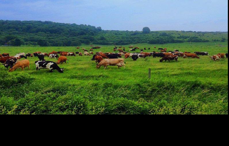 New York Dairy Farms Go All In With Butter Northern Edition