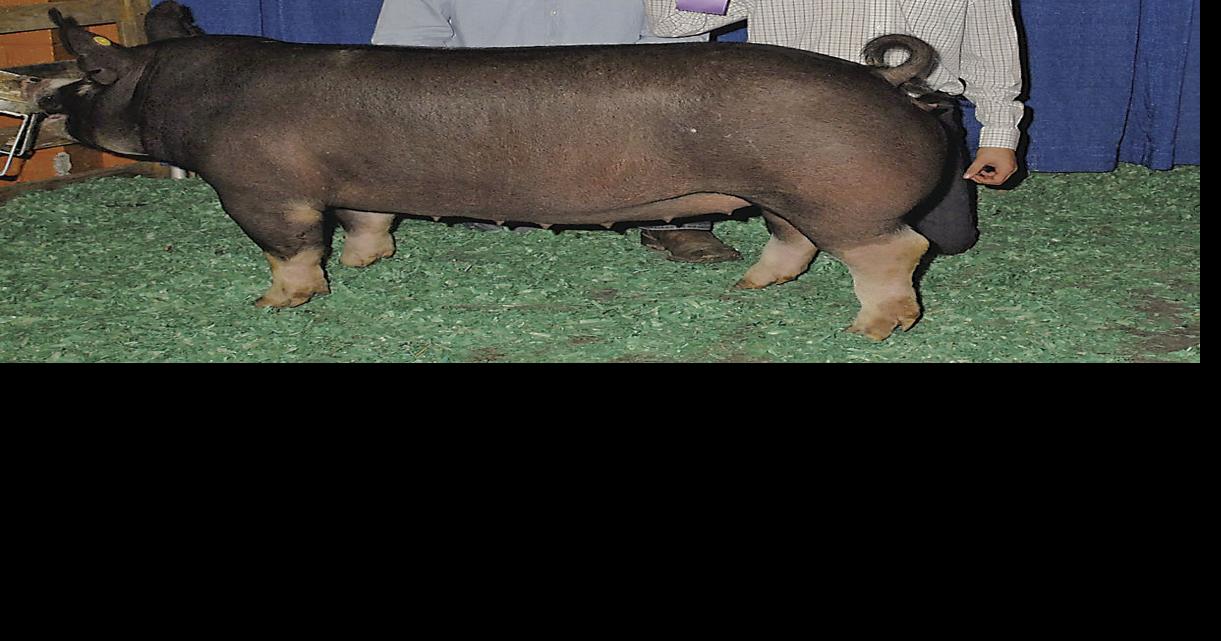 Berkshire Gilt, Hampshire Boar Top KILE Swine Show Farm Shows, County Fairs, Events and