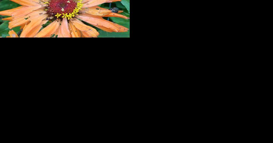 Managing Insect Pests in Cut Flowers Using Biologically Based Insecticides - Vimarsana News