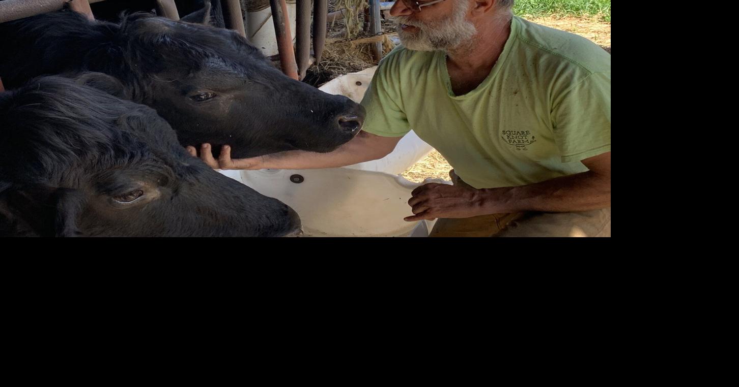 Bloomsburg Square Knot Cattle Farm Thrives With Family Ties