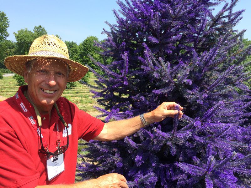 purple christmas tree