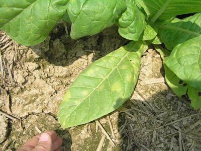 Blue Mold Present in Lancaster County | Field Crop News ...