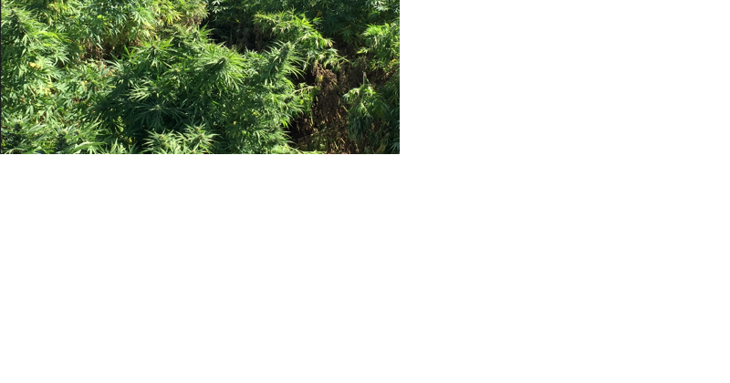 Two Hemp Project to Receive Grants in USDA Climate Smart Commodities Awards - Vimarsana News