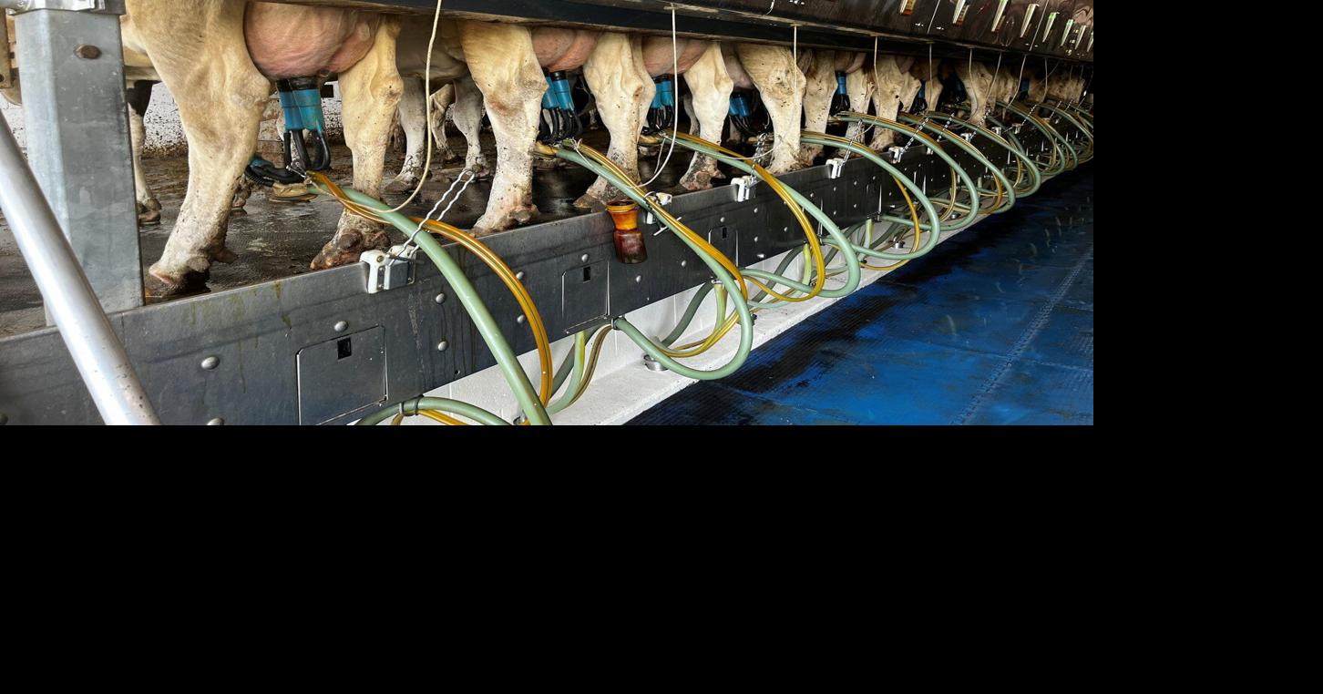 Cows and Humans Are Creatures of Habit | Dairy News | lancasterfarming.com