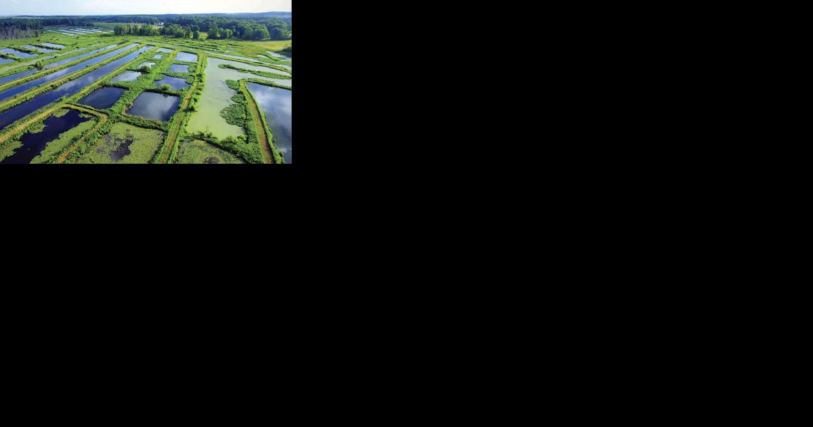 Former Pennsylvania Fish Farm to be Transformed Into Waterfowl Habitat - Vimarsana News