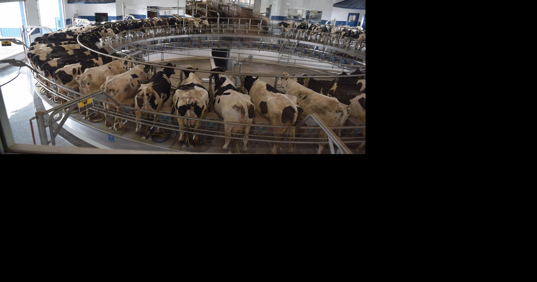Rotary Parlor Has Dairy Rolling in the Right Direction | Dairy News ...