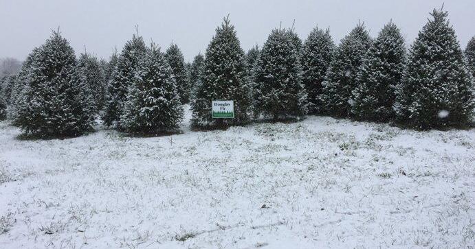 Christmas Tree Farm Owner Pays It Forward by Mentoring Neighboring Tree ...
