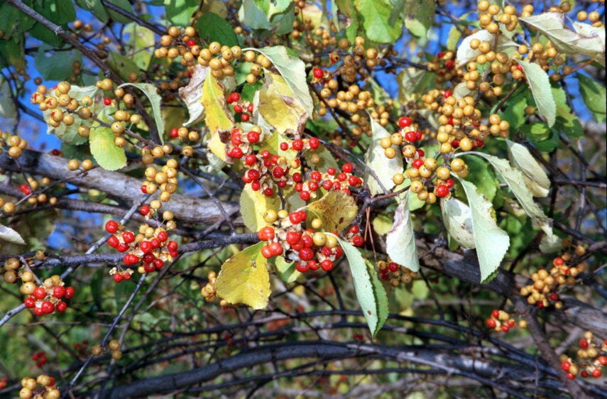 Fall Is a Bittersweet Time of Year [Opinion]