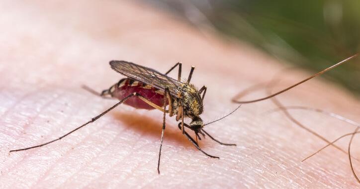 Don't Let Mosquitoes Ruin Your Outdoor Entertaining | Gardening Tips and How-To Garden Guides - Vimarsana News