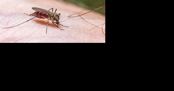Keys to Preventing Mosquito Bites on the Farm - Vimarsana News