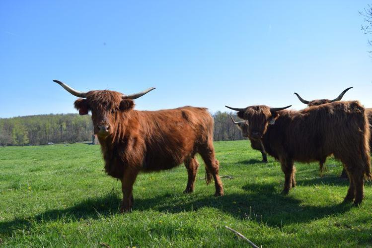 Longhorns and Highlands — Why Not?, Farming and Agricultural News