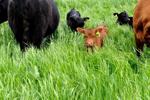 Patience Pays for Grass-Fed Beef Farmer