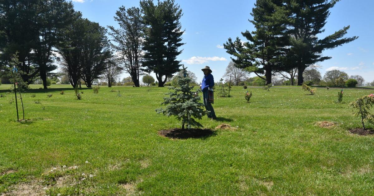 Extension Retiree Leads Effort to Protect Rare and Historic Trees ...