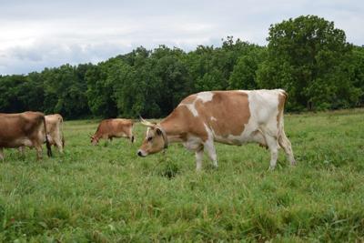 dairy-cows-on-pasture.jpg