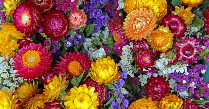 Spice Up Your Fall Decorating: 7 Plant Alternatives to Mums | Gardening ...