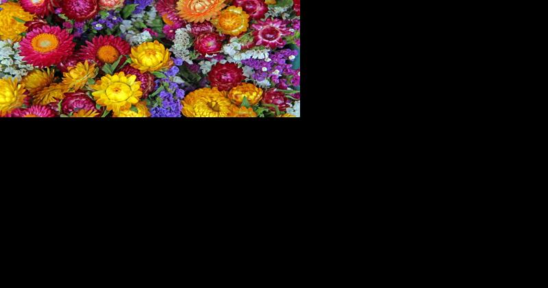Spice Up Your Fall Decorating: 7 Plant Alternatives to Mums - Vimarsana News
