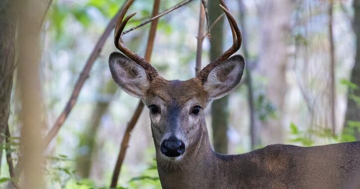 Hunting Over Bait Could Expand in Pennsylvania to Control Deer Numbers