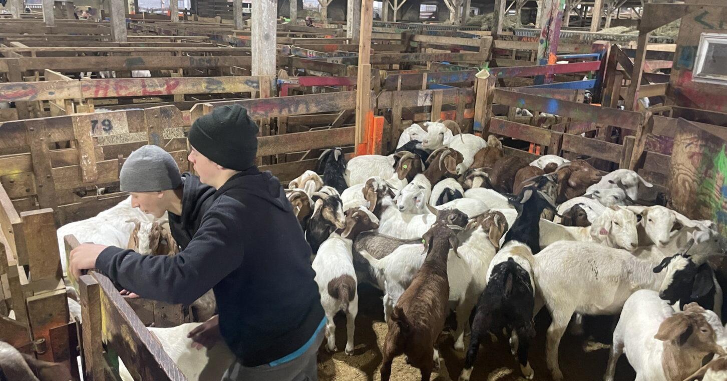 Livestock Producers Gear Up for Eid al-Fitr and Other Springtime Religious Feasts - Vimarsana News