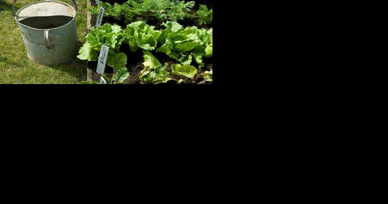 For a Bountiful Fall Harvest, Midsummer Is the Time to Plan and Plant - Vimarsana News