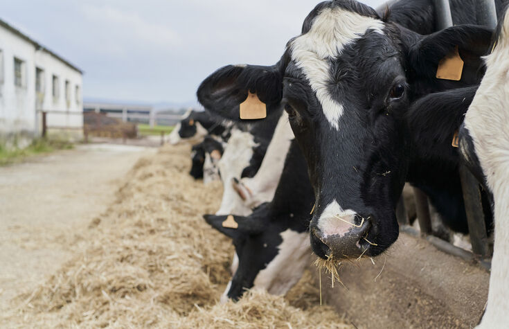 Study Of 1.5 Million Cows Shows Daughters Get More Milk Than Sons