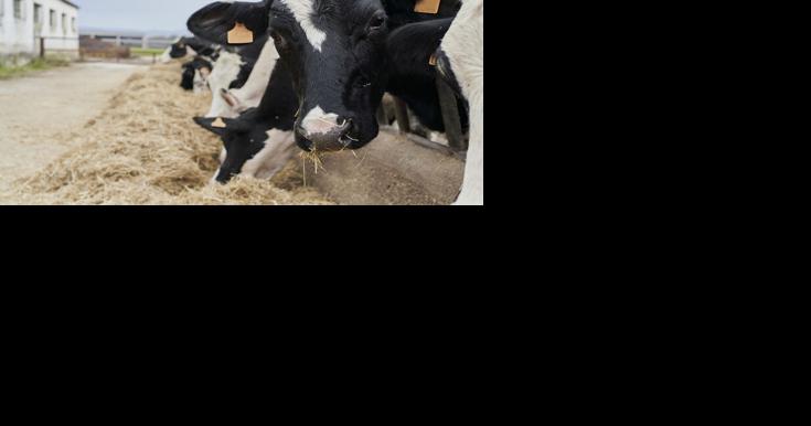 Farmers Still Waiting to Sign Up for Dairy Margin Coverage - Vimarsana News