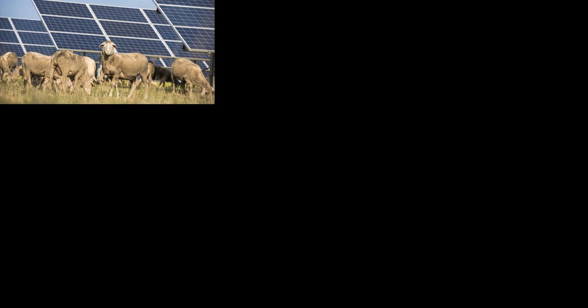 Rutgers Prepares to Study How Solar Energy and Farming Can Coexist - Vimarsana News