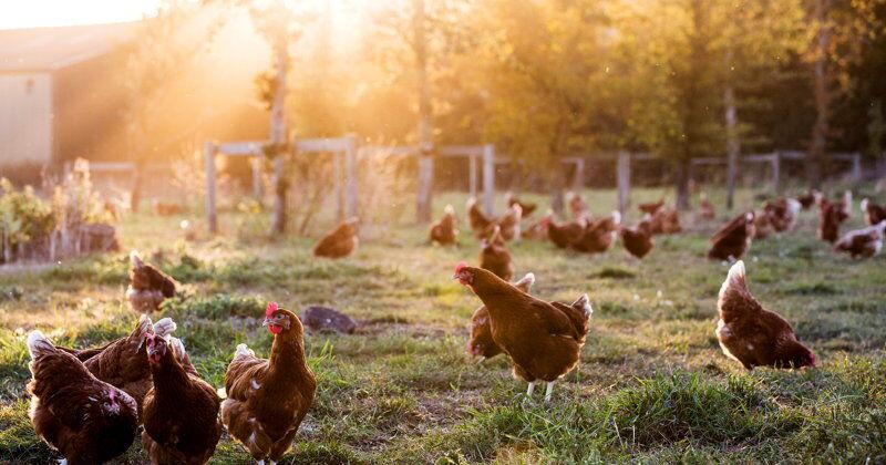 Pennsylvania, New York Small Flocks Get Avian Influenza | Poultry News ...