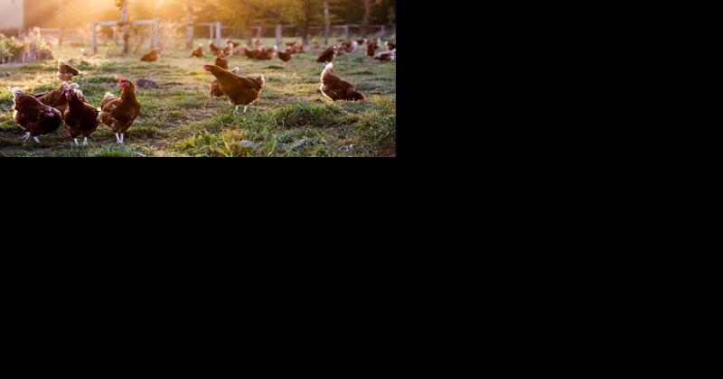 Northampton Avian Influenza Control Area Released - Vimarsana News
