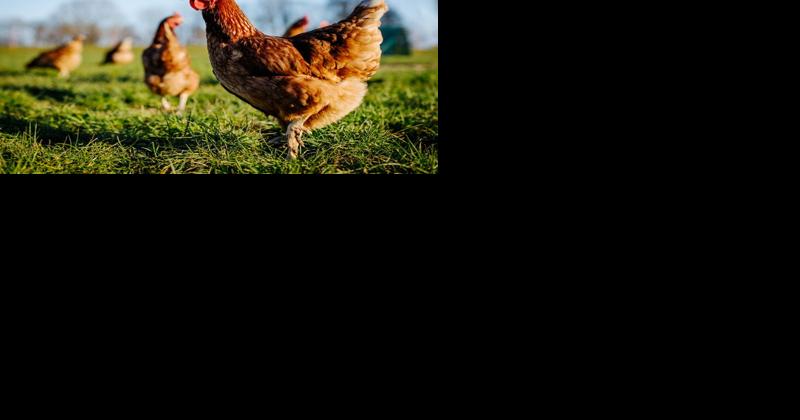 Here's When Pennsylvania Could Regain Avian Flu-Free Status - Vimarsana News
