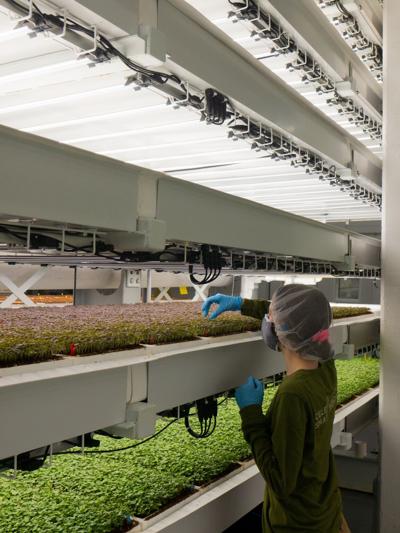 Fresh Food Faster: Huge Indoor Farm Aims to Redefine Northeast Supply Chain
