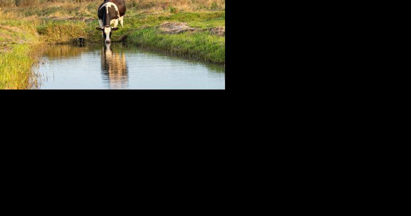 Daughter of a Dairy Farmer Knows Importance of Conservation Firsthand [Opinion] - Vimarsana News