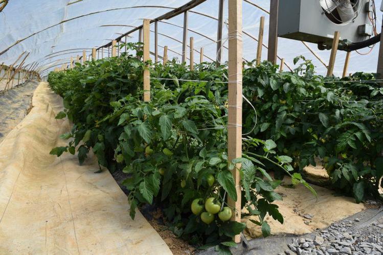 Spring Growing on Produce Grower News