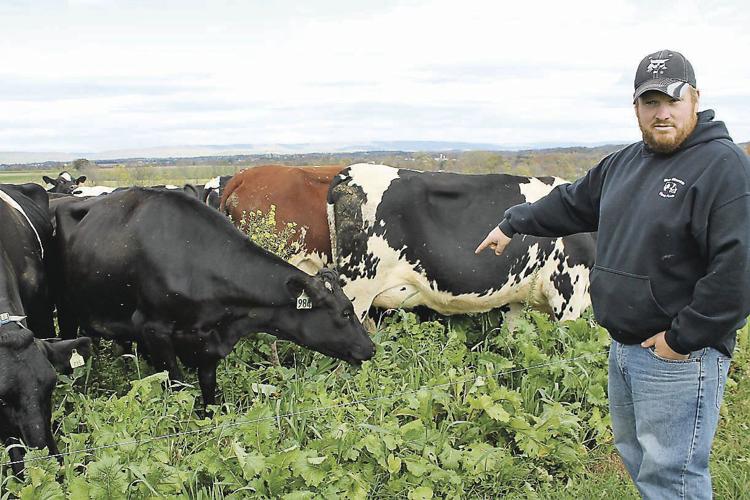 Organic Dairy Producers Discuss Crossbreeding Farming and