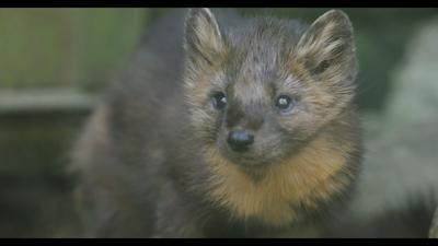 Another Predator for Pennsylvania?:  Game Commission Studying Feasibility of Reintroducing the Marten