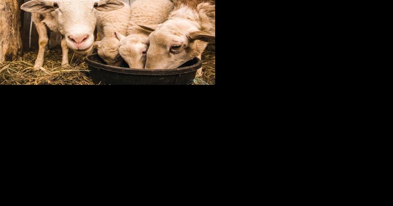 Considerations for Small Ruminant Bedding Materials - Vimarsana News