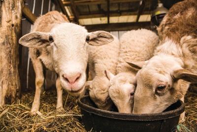 Considerations for Small Ruminant Bedding Materials | Farming and 