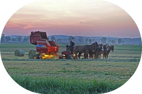 New Holland Vintage Market Reports For March 5 2016 Livestock
