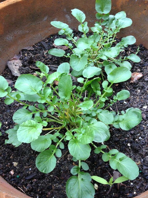 Watercress: A Nutritious Cruciferous Herb With Attitude | Farming And ...